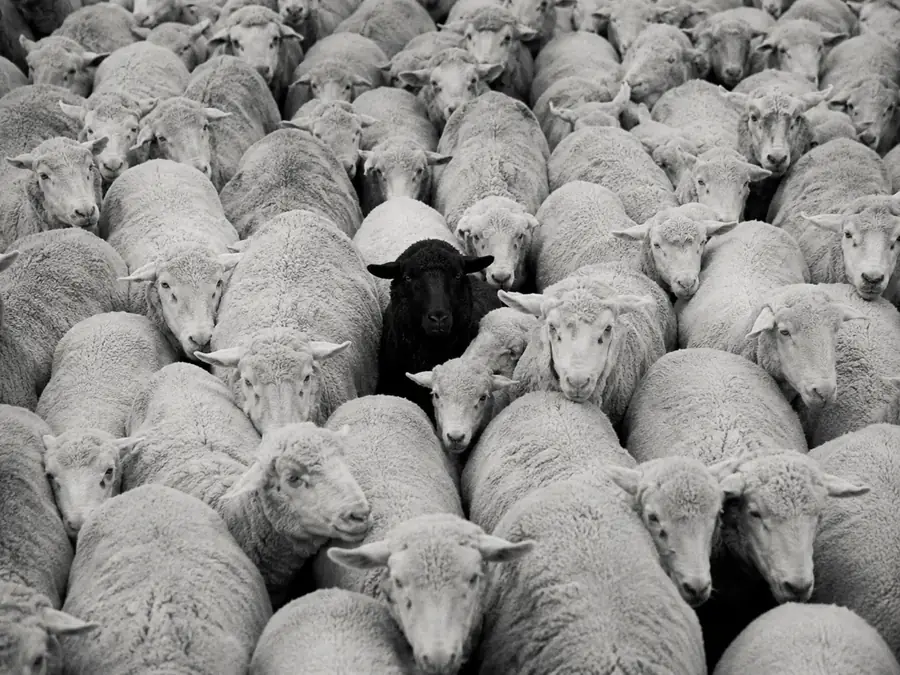 Mouton noir au milieu d'un troupeau blanc symbolisant la mise à l'écart au travail